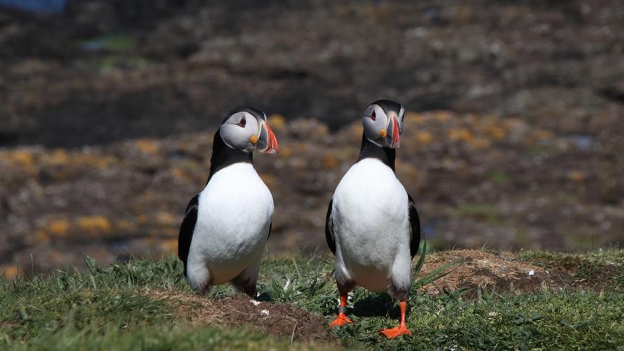 高清海雀图片大全(5/16)