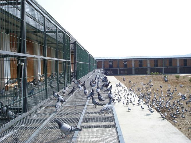 云南大理祥云飞翔赛鸽中心-中国信鸽信息网各地公棚