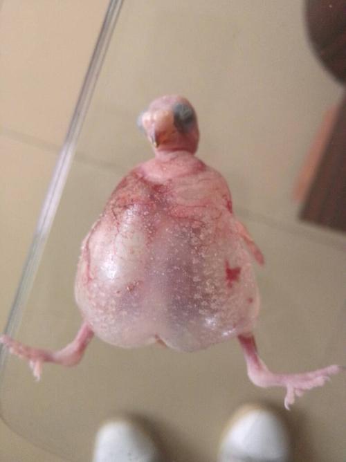 我的虎皮鹦鹉宝宝,这是怎么了?