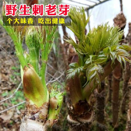 野生刺老芽种子东北刺老芽籽春播山野菜香椿芽蔬菜种孑