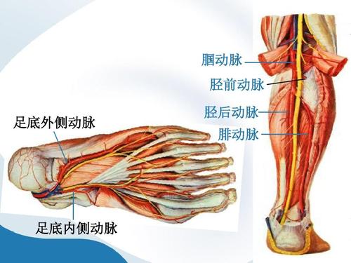 体循环的动脉(22)ppt  腘动脉 胫前动脉 足底外侧动脉 胫后动脉 腓
