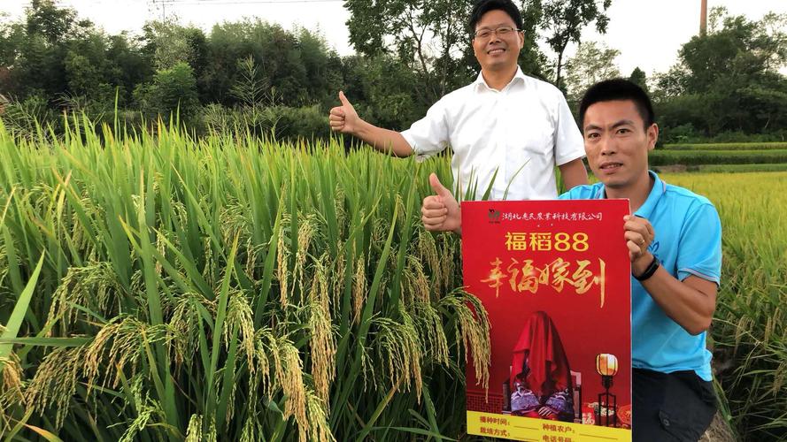 福稻88-水稻-湖北惠民农业科技有限公司