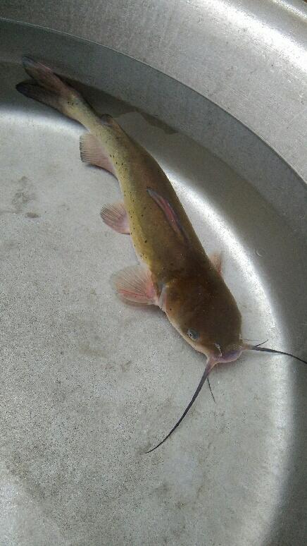 八根胡须,这是什么鱼?