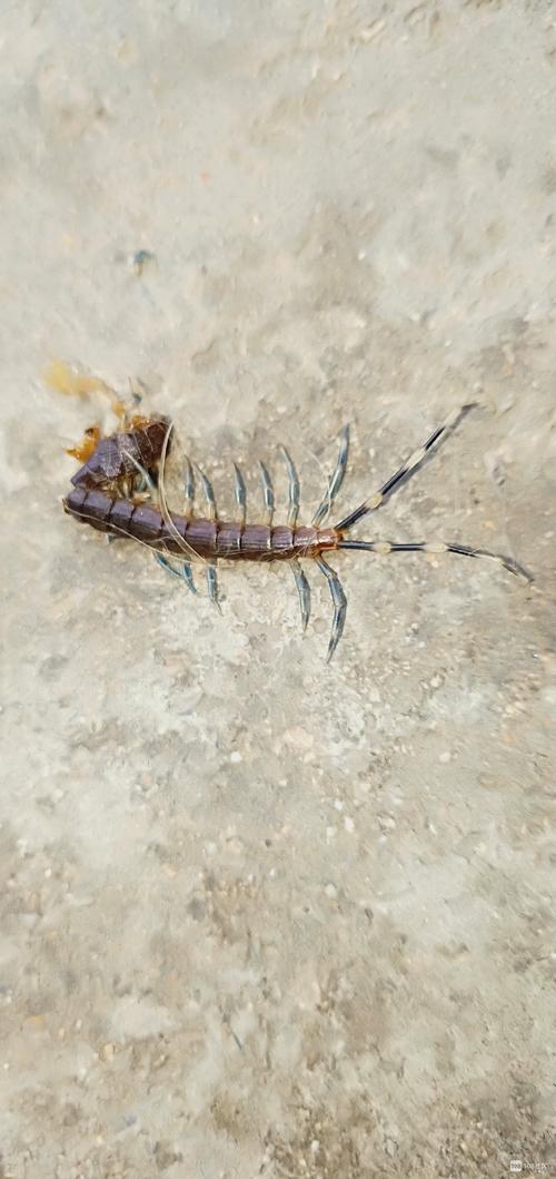 蜈蚣也变异?还长2条尾巴呢