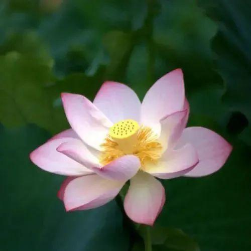 头像|中年佛系荷花莲花多人团头