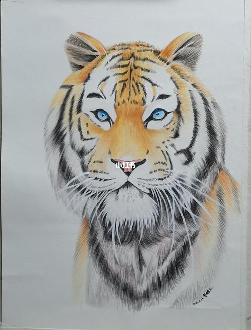 《大老虎》绘画过程_绘画_贵阳攻略_绘画日常_文化