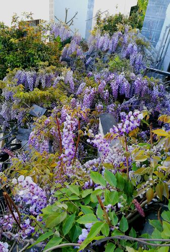 国庆中秋回#家#过,丽江.紫藤屋共享度假别墅整栋短租