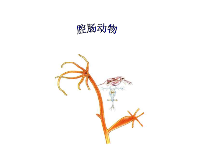 腔肠动物,扁形动物与人的关系是?