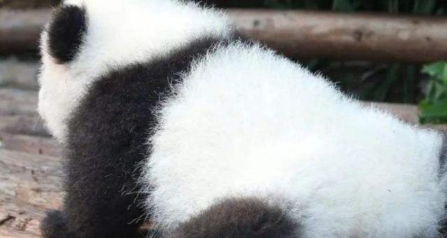 食铁兽为什么是大熊猫