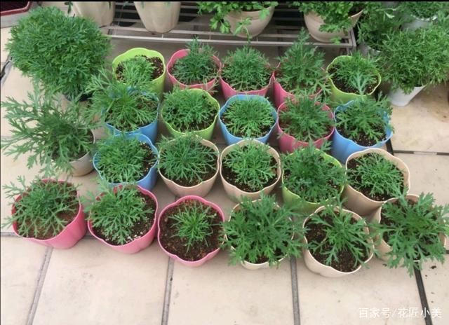 20种一插就活的盆栽植物,不用花钱动动手就行,半年后