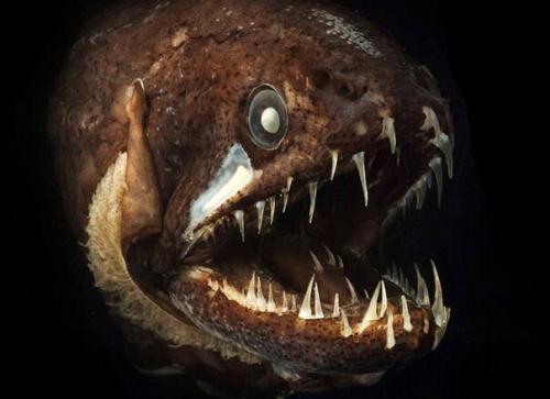 都是过去海上恐怖故事的主角,长长的触须外加触须上密密麻麻的吸盘,任