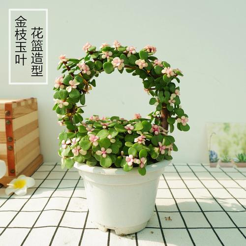 金枝玉叶雅乐之舞花篮老桩桌面客厅防辐射小绿植基地整盆直发包活