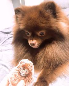 kuma
