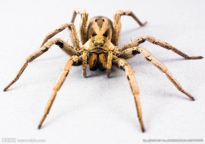 黄色的巨大的蜘蛛图片
