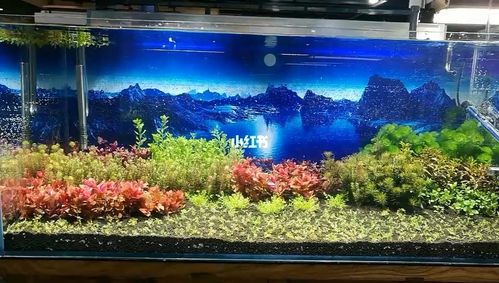 荷兰景水草缸_美景_家居家装_家居装饰