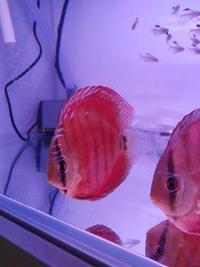 红卡七彩神仙鱼