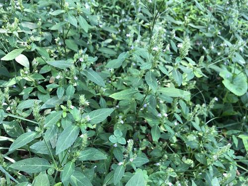 求米草,禾本科 看见三个六七十岁的老太太穿着大红连衣裙,在换雪白的