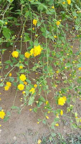 棣棠花花语与传说