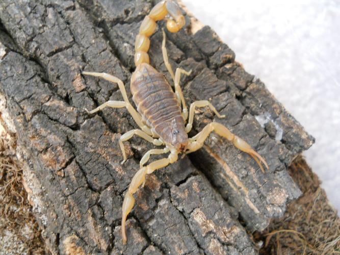  p>东亚钳蝎(buthus martensii),国内分布较多的蝎子是东亚钳蝎,通常