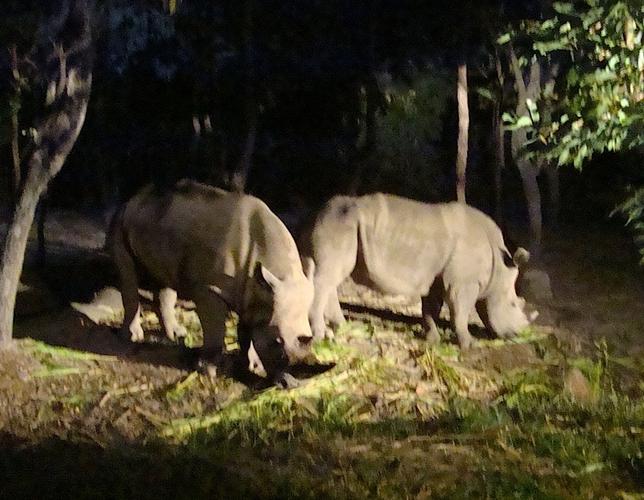 清迈另类夜生活 动物全接触 - night safari