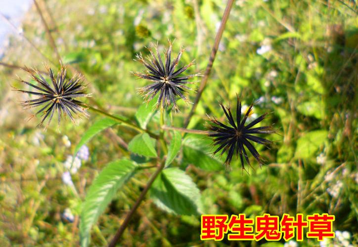 伟博【野生鬼针草】新货干品大别山区鬼针草野三叶鬼针草鬼针草500克