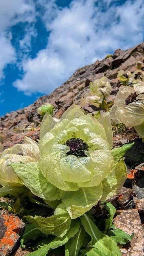 且不说它俩长得一点都不像 也不说雪莲花这个种类 仅分布于新疆天山