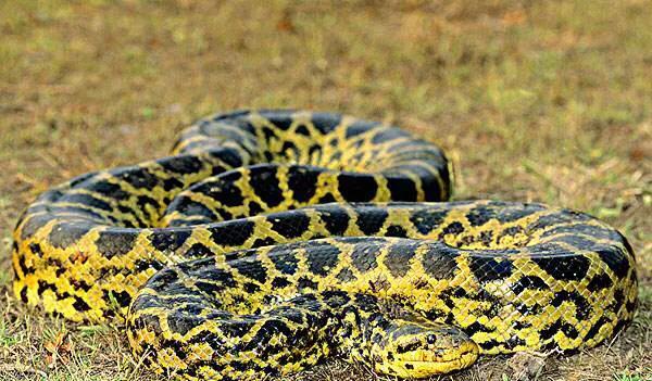 蟒蛇和蚺蛇的区别