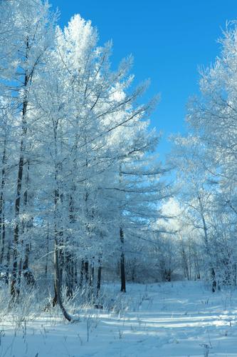 聆听雪落下的声音