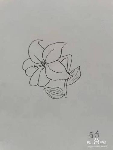 简单的百合花怎么画