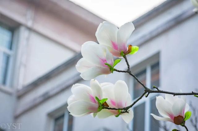 尤其到了春天,玉兰花更是西南大学一景.