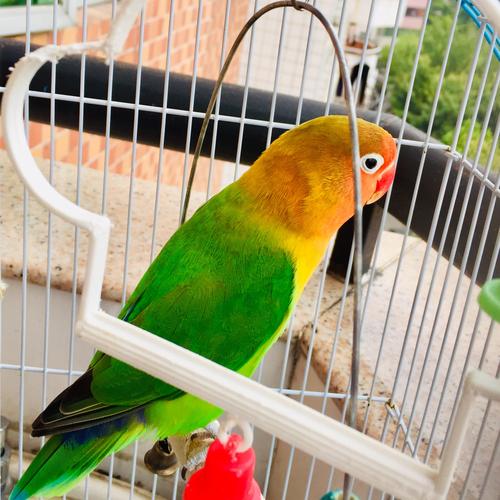 牡丹鹦鹉&黄雀鸟