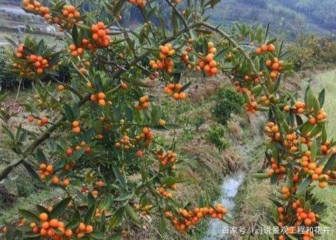 金豆失枝果子少?牢记这4点,盆景不失枝果实靓