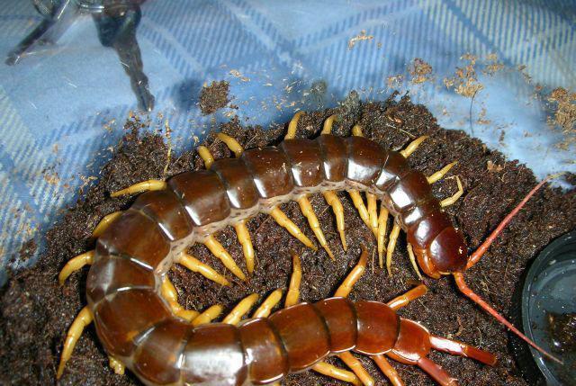 原创世界最可怕的十种蜈蚣, 体长近半米实在太吓人