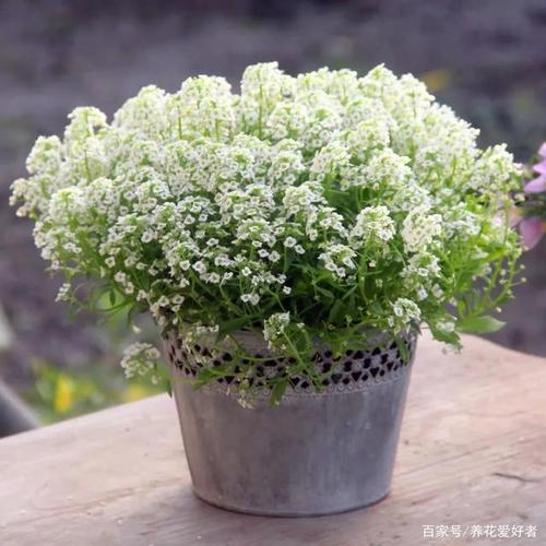 家里养几盆香雪球,开花多又漂亮,清香怡人,你一定喜欢!