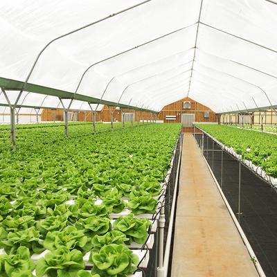 蔬菜温室大棚骨架椭圆管钢大棚养殖猪鸡抗压防雪镀锌钢管全套配件