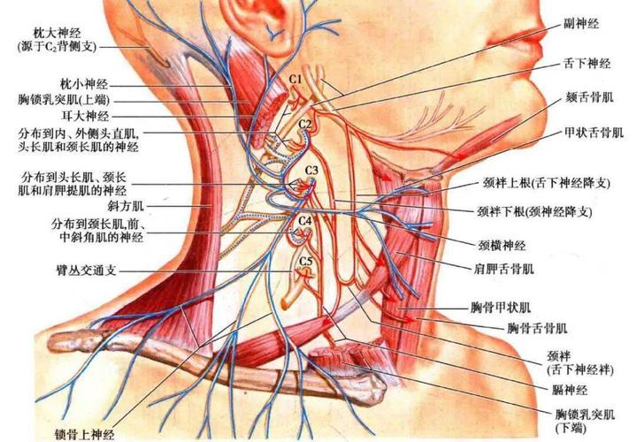 当此神经受损时,其分布区有感觉障碍或神经痛.