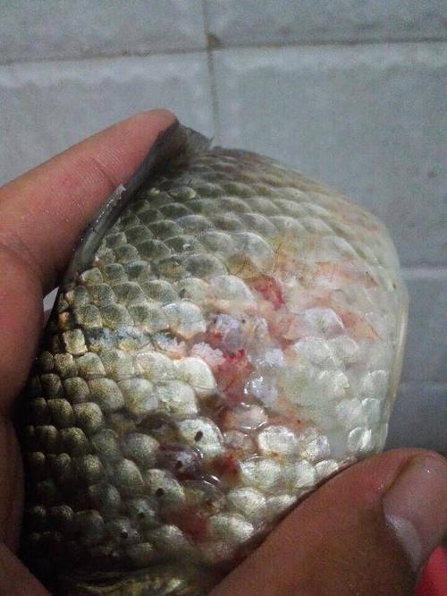 刚刚钓起来的鲫鱼,身上满是红斑,能不能吃?