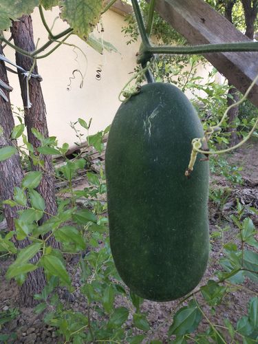 矮冬瓜