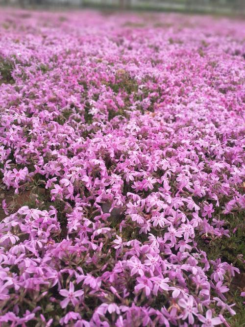 慢跑文昌湖,尽赏芝樱花