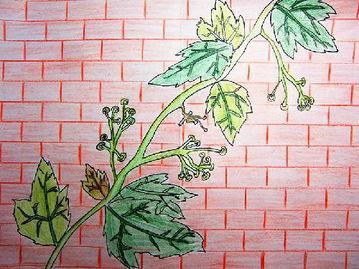 爬山虎简笔画最漂亮的画法