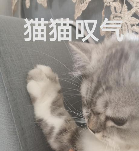 更新我的猫猫表情可太丰富了