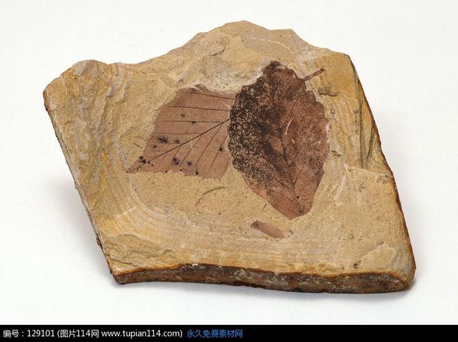 树叶化石生活百科摄影图片