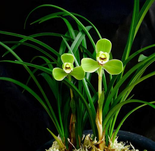 春兰老八种——宋梅,花色百变,兰香浓郁,被誉为"春兰之王"!