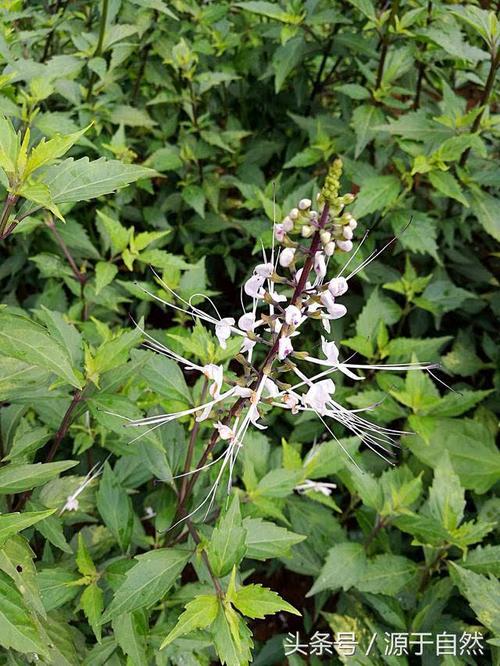 一种对人体结石排石非常棒的草草"猫须草"