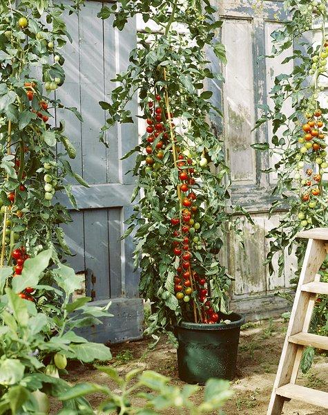 圣女果图片_图片大全