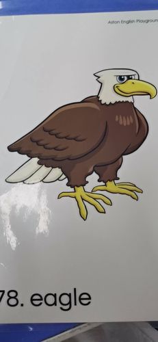 外教英语:eagle 老鹰