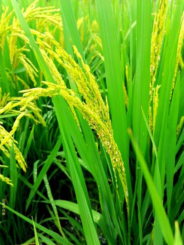 李文全随拍:2021年的稻花,定格在你的季节里