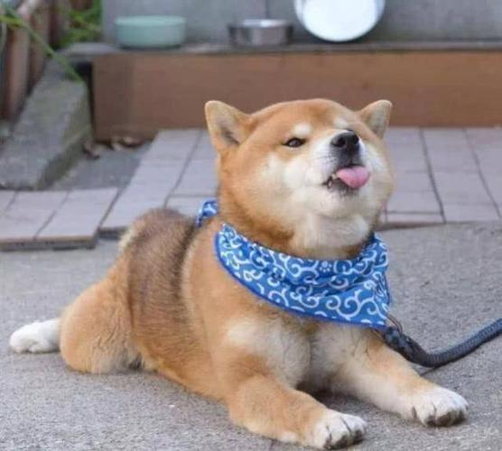 这只柴犬堪称行走的表情包,注意了,你手机里说不定也有它!