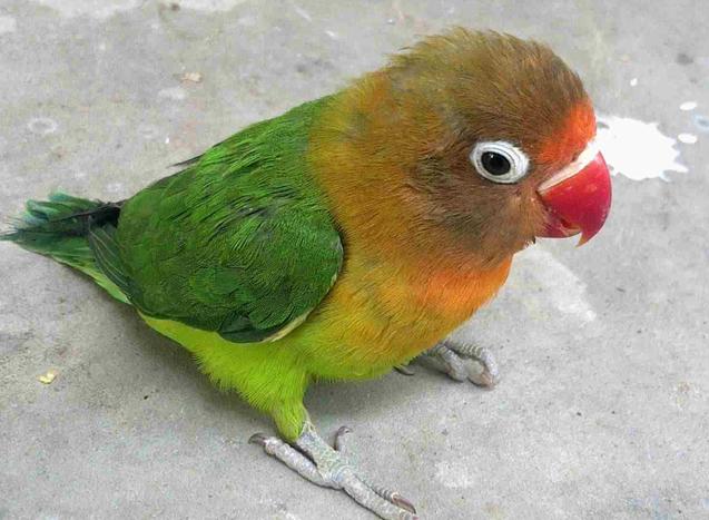 有没有人帮忙看看,牡丹鹦鹉到家20天,刚到时脚是白色的现在是灰色的是