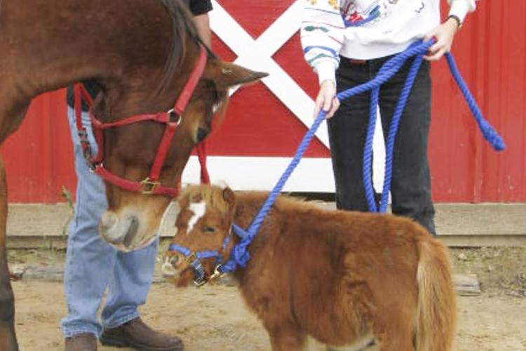 小马梳着麻花辫 身高53厘米成世界最矮马